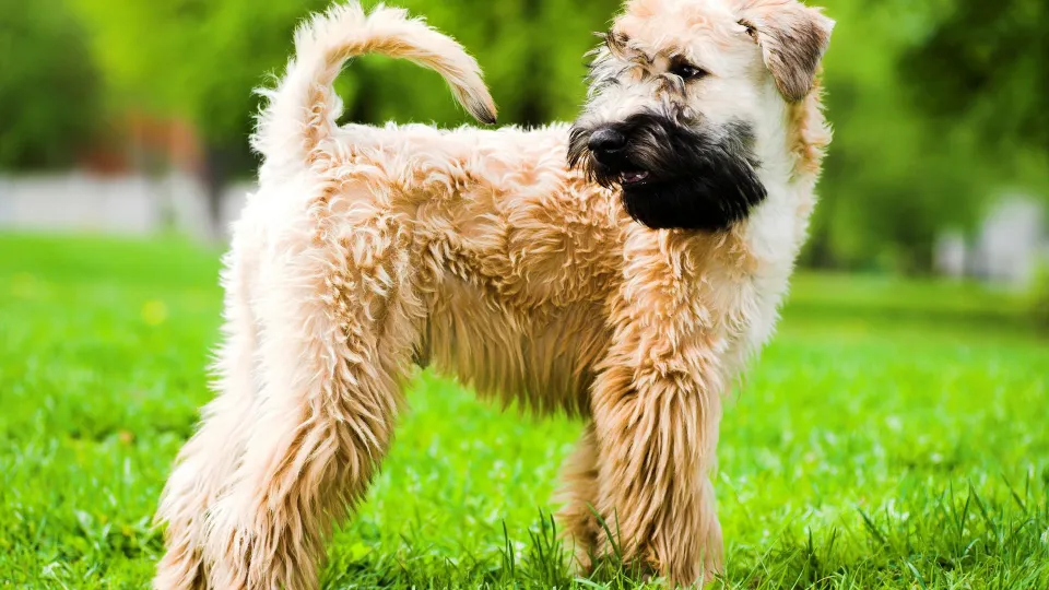 Soft Coated Wheaten Terrier